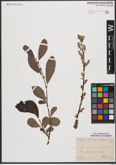 Salix aurita L. x Salix silesiaca Willd.